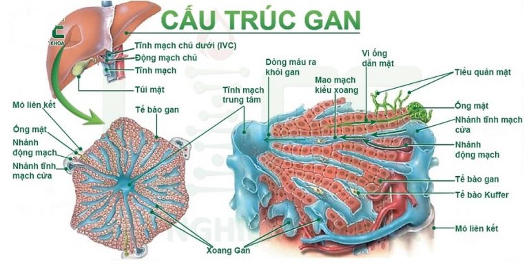 Cấu tạo và chức năng gan - Dược phẩm CVIN