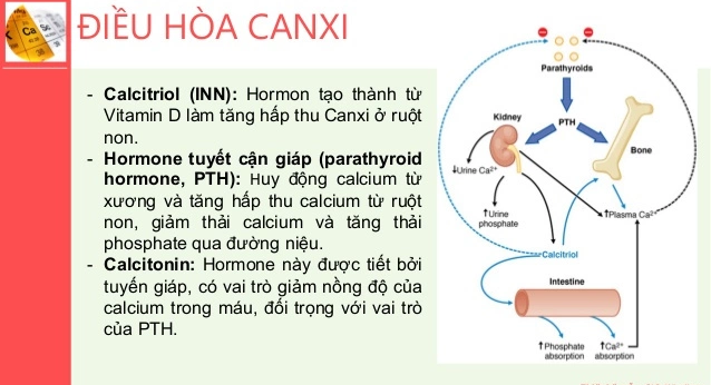 Rối loạn chuyển hóa calci: Nguyên nhân, triệu chứng và cách điều trị hiệu quả